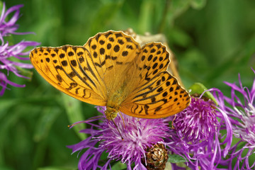 Silver-washed fritillary