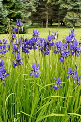 Blue Iris flowering in a garden