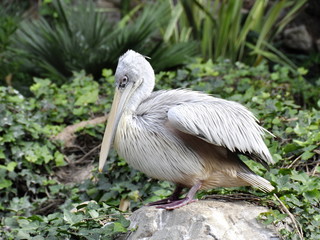 Pink-backed pelican sitting on a stone