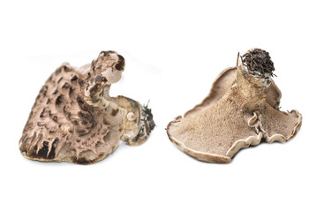 Shingled hedgehog mushroom on white background
