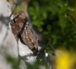 gecko sur une pierre - provence 