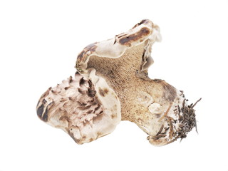 Shingled hedgehog mushroom on white background