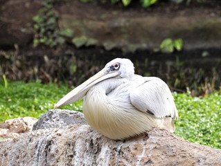 Pink-backed pelican sitting on a stone