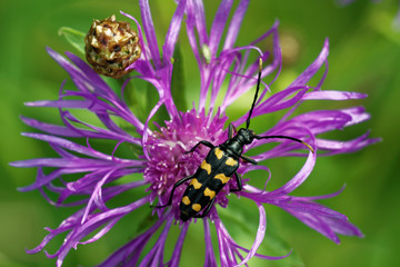 Longhorn beetle