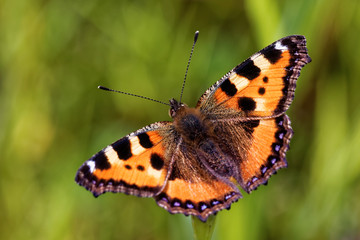 Fototapeta na wymiar Tortoiseshell Butterfly