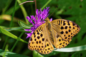 Pallas' fritillary
