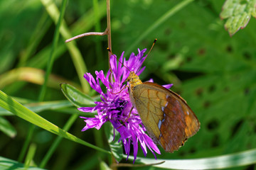 Pallas' fritillary