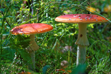 Fly agaric