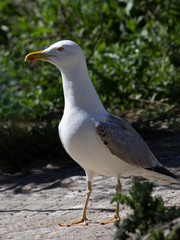 Mouette rieuse de Camargue - Pont de gau