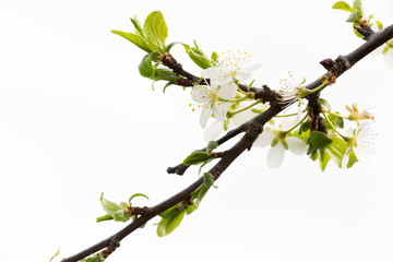 Fruit tree blossom 