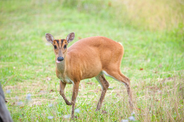 Naklejka na ściany i meble Barking deer in a field of grass ,Khao Yai National Park