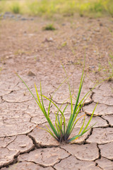 Green grass on cracked earth