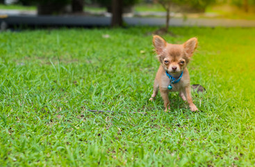 Chihuahua Standing on Grass Lawn