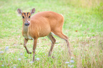 Barking deer in a field of grass ,Khao Yai National Park