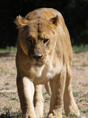 Naklejka na ściany i meble Animal de zoo - lionne