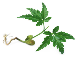 Young neem plant