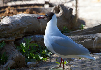 Sterne de Camargue - Pont de gau