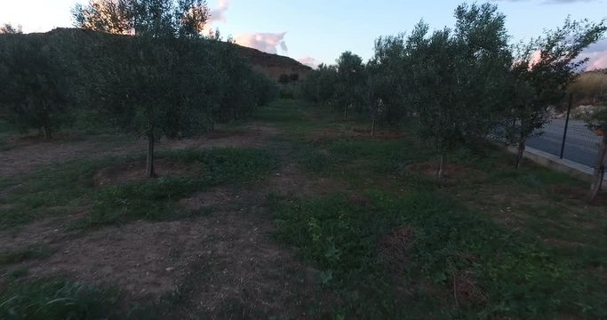 Camminando tra gli oliveti in campagna. 