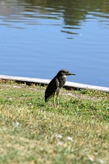 Night Heron