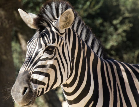 Animal de zoo - z&egrave;bre