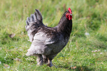 Portrait of a rooster