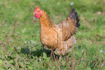 brown chicken in the grass
