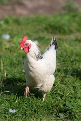 white chicken in the green grass