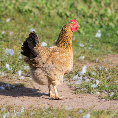 portrait of a brown chicken