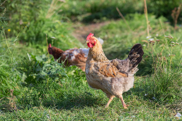 brown chicken in green grass