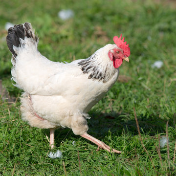 portrait of a white chicken