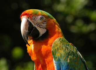 Bird of paradise