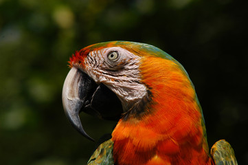 Bird of paradise