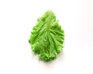Lettuce on a white background. Salad leaf. Lettuce isolated on white background.