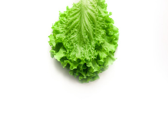 Lettuce on a white background. Salad leaf. Lettuce isolated on white background.