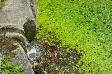 Garden at Deoksugung Palace in Seoul, Korea