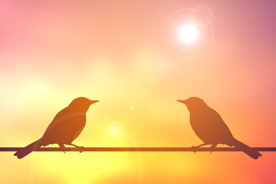 Silhouette bird on sunset