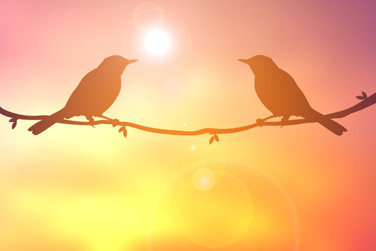 Silhouette bird on sunset