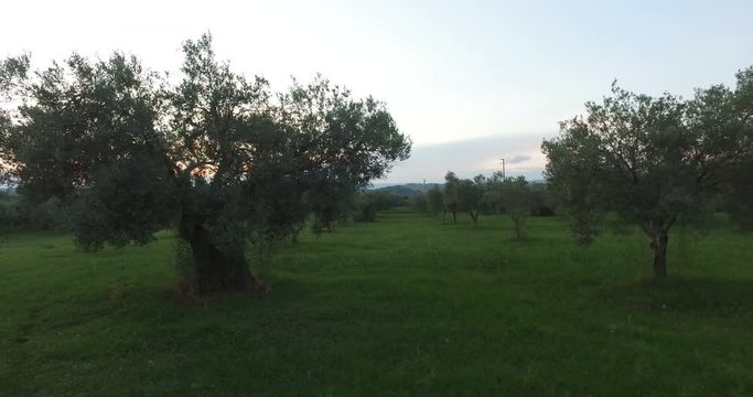 Vista di oliveti con prato verde in un pomeriggio in campagna. 