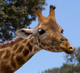 Animal de zoo - girafe