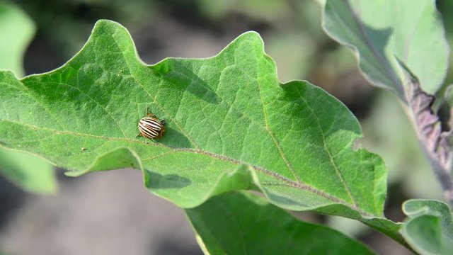 Colorado pest beetle on leaves of eggplant