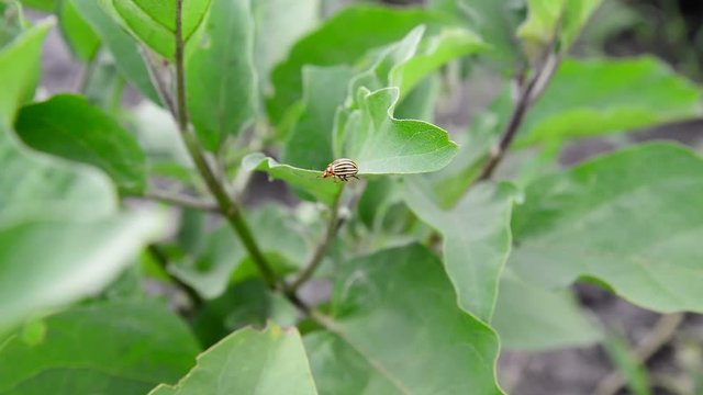 Colorado pest beetle on leaves of eggplant