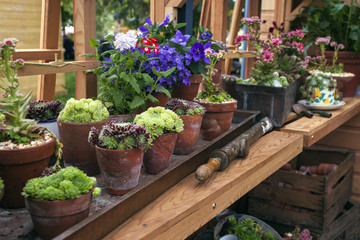 Garden landscape with a greenhouse