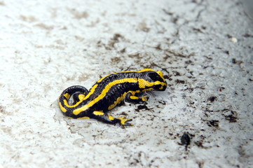 salamandre
