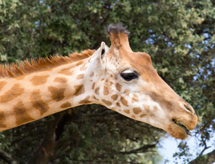 Naklejka na ściany i meble Animal de zoo - girafe