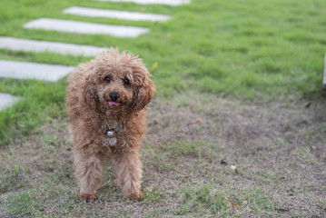 Poodle dog on the lawn. Somewhere in Asia.