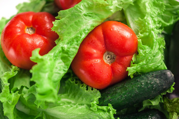 Fresh organic vegetables. Autumn vegetables. Harvesting. Ingredients for the salad. Lettuce, tomatoes, cucumbers, zucchini, eggplant, peppers, chillies.