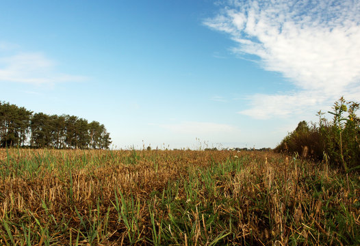 Autumn Meadow uder blue sky