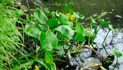leaves of wild calla