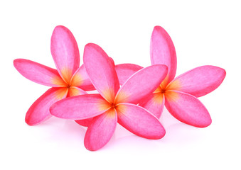 Fototapeta na wymiar pink frangipani (plumeria) flower isolated on white