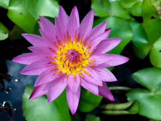 Lotus in the pond.